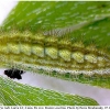 callophrys rubi larva2 rost